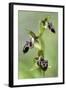 The Endemic Cyprus Bee Orchid (Ophrys Kotschyi) in Flower, Hisarköy, Northern Cyprus, April 2009-Lilja-Framed Premium Photographic Print