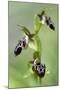 The Endemic Cyprus Bee Orchid (Ophrys Kotschyi) in Flower, Hisarköy, Northern Cyprus, April 2009-Lilja-Mounted Premium Photographic Print