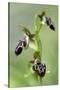 The Endemic Cyprus Bee Orchid (Ophrys Kotschyi) in Flower, Hisarköy, Northern Cyprus, April 2009-Lilja-Stretched Canvas