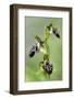 The Endemic Cyprus Bee Orchid (Ophrys Kotschyi) in Flower, Hisarköy, Northern Cyprus, April 2009-Lilja-Framed Photographic Print