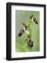 The Endemic Cyprus Bee Orchid (Ophrys Kotschyi) in Flower, Hisarköy, Northern Cyprus, April 2009-Lilja-Framed Photographic Print