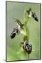 The Endemic Cyprus Bee Orchid (Ophrys Kotschyi) in Flower, Hisarköy, Northern Cyprus, April 2009-Lilja-Mounted Photographic Print