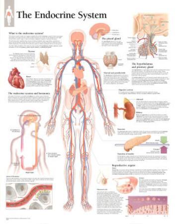 'The Endocrine System Educational Chart Poster' Posters | AllPosters.com