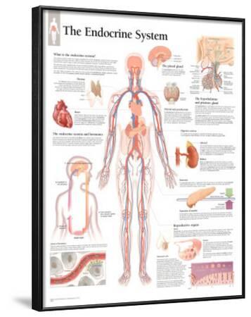 'The Endocrine System Educational Chart Poster' Posters | AllPosters.com