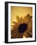 The Environment: Sunflower Sunset Landscape Affected by Colorado Wildfires Near Boulder-Kevin Lange-Framed Photographic Print