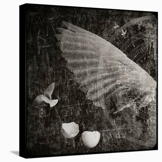 The Equations of Birds-Lydia Marano-Stretched Canvas