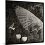 The Equations of Birds-Lydia Marano-Mounted Photographic Print