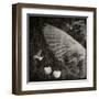 The Equations of Birds-Lydia Marano-Framed Premium Photographic Print