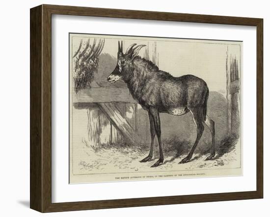 The Equine Antelope of Nubia, in the Gardens of the Zoological Society-William Carter-Framed Giclee Print