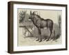 The Equine Antelope of Nubia, in the Gardens of the Zoological Society-William Carter-Framed Giclee Print