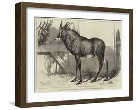 The Equine Antelope of Nubia, in the Gardens of the Zoological Society-William Carter-Framed Giclee Print