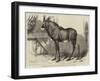The Equine Antelope of Nubia, in the Gardens of the Zoological Society-William Carter-Framed Giclee Print