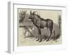 The Equine Antelope of Nubia, in the Gardens of the Zoological Society-William Carter-Framed Giclee Print