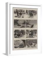 The Escape and Recapture of a Baby Elephant in Ceylon-null-Framed Giclee Print