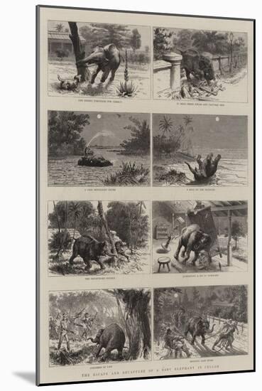 The Escape and Recapture of a Baby Elephant in Ceylon-null-Mounted Giclee Print