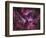 The Eta Carinae Nebula-Stocktrek Images-Framed Photographic Print