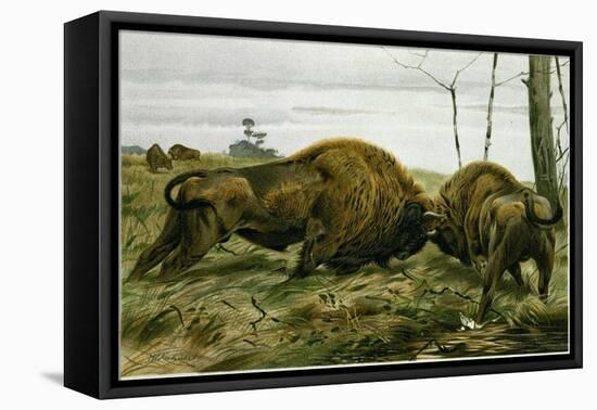 The European Bison-null-Framed Stretched Canvas