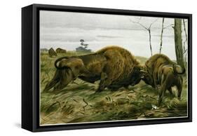 The European Bison-null-Framed Stretched Canvas