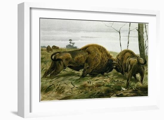 The European Bison-null-Framed Giclee Print