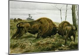 The European Bison-null-Mounted Giclee Print