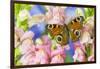 The European Peacock Butterfly, Inachis Io-Darrell Gulin-Framed Photographic Print