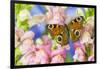 The European Peacock Butterfly, Inachis Io-Darrell Gulin-Framed Photographic Print