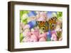 The European Peacock Butterfly, Inachis Io-Darrell Gulin-Framed Photographic Print