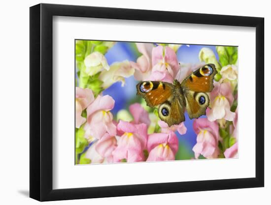 The European Peacock Butterfly, Inachis Io-Darrell Gulin-Framed Photographic Print