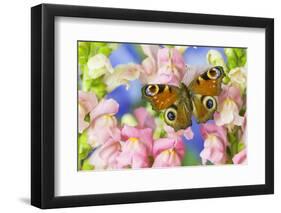 The European Peacock Butterfly, Inachis Io-Darrell Gulin-Framed Photographic Print