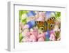 The European Peacock Butterfly, Inachis Io-Darrell Gulin-Framed Photographic Print