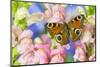 The European Peacock Butterfly, Inachis Io-Darrell Gulin-Mounted Photographic Print