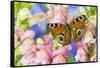 The European Peacock Butterfly, Inachis Io-Darrell Gulin-Framed Stretched Canvas