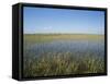 The Everglades, Everglades National Park, Florida, United States of America (Usa), North America-Philip Craven-Framed Stretched Canvas