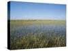 The Everglades, Everglades National Park, Florida, United States of America (Usa), North America-Philip Craven-Stretched Canvas