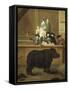 The Exhibition of the Rhino, 1751-Pietro Longhi-Framed Stretched Canvas