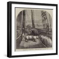 The Expedition in Search of Sir J Franklin, Arctic Bear on Board the Fox-null-Framed Giclee Print