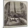 The Expedition in Search of Sir J Franklin, Arctic Bear on Board the Fox-null-Mounted Giclee Print