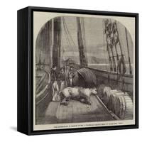 The Expedition in Search of Sir J Franklin, Arctic Bear on Board the Fox-null-Framed Stretched Canvas