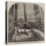 The Expedition in Search of Sir J Franklin, Arctic Bear on Board the Fox-null-Stretched Canvas
