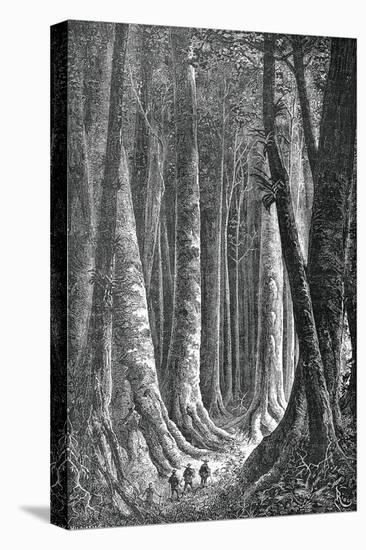 The Extensive Forests of Guyana, French Guiana, Engraving by Henri Theophile Hildebrand-null-Stretched Canvas