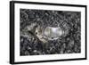 The Eye of a Bluespotted Stingray-Stocktrek Images-Framed Photographic Print