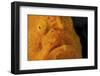 The Eye of a Giant Frogfish-Stocktrek Images-Framed Photographic Print