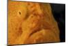 The Eye of a Giant Frogfish-Stocktrek Images-Mounted Photographic Print