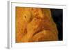 The Eye of a Giant Frogfish-Stocktrek Images-Framed Photographic Print