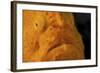 The Eye of a Giant Frogfish-Stocktrek Images-Framed Photographic Print