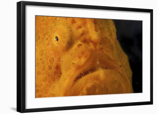 The Eye of a Giant Frogfish-Stocktrek Images-Framed Photographic Print