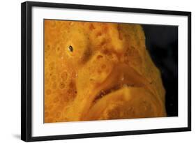 The Eye of a Giant Frogfish-Stocktrek Images-Framed Photographic Print