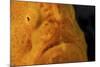 The Eye of a Giant Frogfish-Stocktrek Images-Mounted Photographic Print