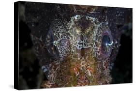 The Eyes of a Shortfin Lionfish-Stocktrek Images-Stretched Canvas