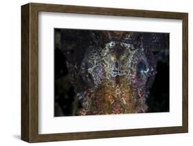 The Eyes of a Shortfin Lionfish-Stocktrek Images-Framed Photographic Print